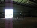 Good Bar/Invester 3 year old roan filly for sale Good Bar/Invester 3 year old roan filly for sale