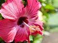 cabinas tortuguero video
