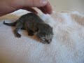 Tabby Kitten 2 Days old