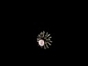 PIR Fireworks