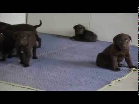 Chocolate Labrador Retriever Puppies For Sale