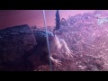 Click here to watch this video Savannah Monitor Lizard vs. Scorpion