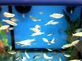 Australia Fish Tank