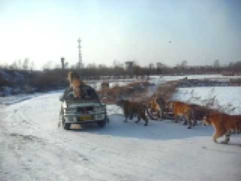 MANCHURIAN TIGER