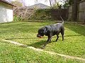 Orphy, a rescued stray, is named for the Sons of Orpheus, Houston's premier men's chorus. Orphy was rescued after hanging out near the church where the Sons were performing in April 2001.