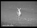 Reedbuck at Nkorho Pan