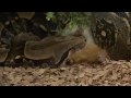 Boa constrictor eats one guinea pig