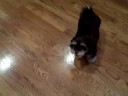 Havanese Puppy Chasing her Tail