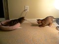 Bengal and Chausie playing