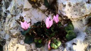 صور من قريه قطنه 2006 صور من قريه قطنه 2006