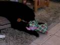 videos de Dogbook Movie: 