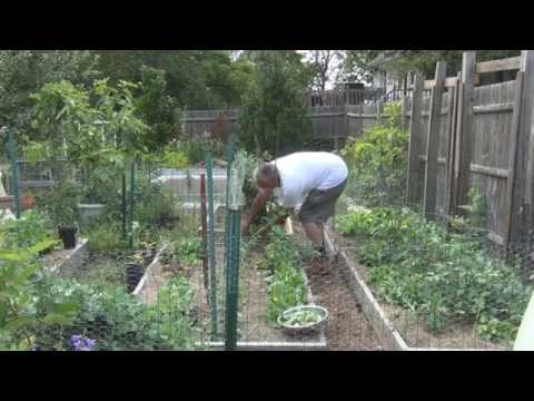 how to harvest snow peas