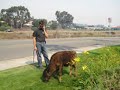 Fallbrook San Diego Fire Victims and Pets Fallbrook San Diego Fire Victims and Pets