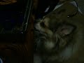 Hungry Dog