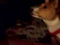 Basenji video