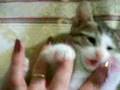 Princess Buttercup s Kitteny Potbelly