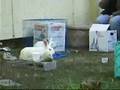 Video FCQ