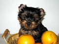 puppy luv 2