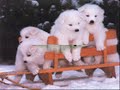puppy luv 2
