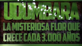 Ver online Udumbara, Fake Total