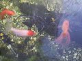 Tanque de Peixes Ornamentais (Kinguios) 