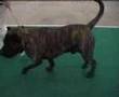 Dogo Canario