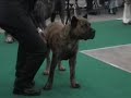 Dogo Canario - puppy and junior class