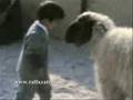 مبارزة حامية الوطاس Maroc Morocco Fight blood