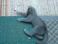 ボール猫動画