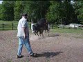 Breeding The Arabian Mare w/a Black Stallion Breeding The Arabian Mare w/a Black Stallion