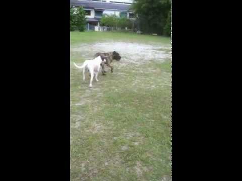 dogo bully