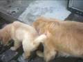 Golden Retriever video