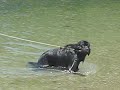 Newfoundland Dog Newfoundland Dog