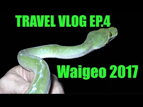 YouTube reptile video