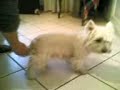 cm far divertire un cane cm far divertire un cane
