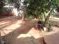 No meu quintal