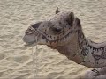 Bob The Camel