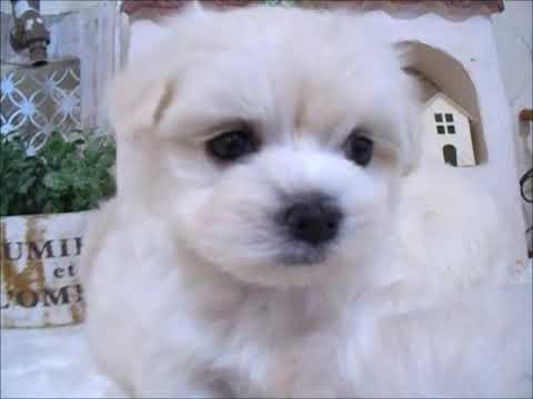 YouTube Preview Image