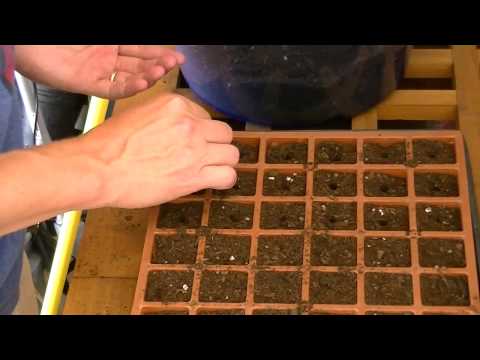 video-linktoworks-How to Grow Cabbage from Seed