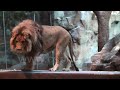Las Vegas Nevada Hotels and Casinos HD