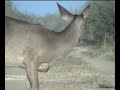 VENADO JAIRO FALLADO VENADO JAIRO FALLADO