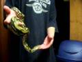 videos de handling my retic 2