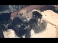 kitten-king-of-the-cage.html