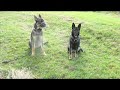 astik a d�dik 2f