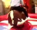 Bull\ Bull\