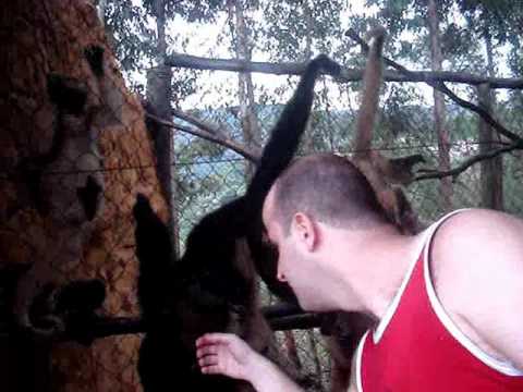 Pinto Macaco sem vergonha no Gramadozoo.Pinto toca nos macacos, cumprimenta, faz cosquinha no pé