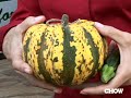 Rock Hard Winter Squash - CHOW Rock Hard Winter Squash - CHOW