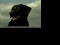 Upland Game Labrador Retriever Training