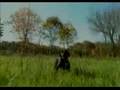 Upland Game Labrador Retriever Training