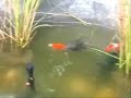 garden pond garden pond